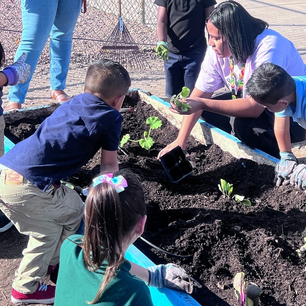 three students wearing garden gloves are bent down planting vegetable plants alongside their teacher