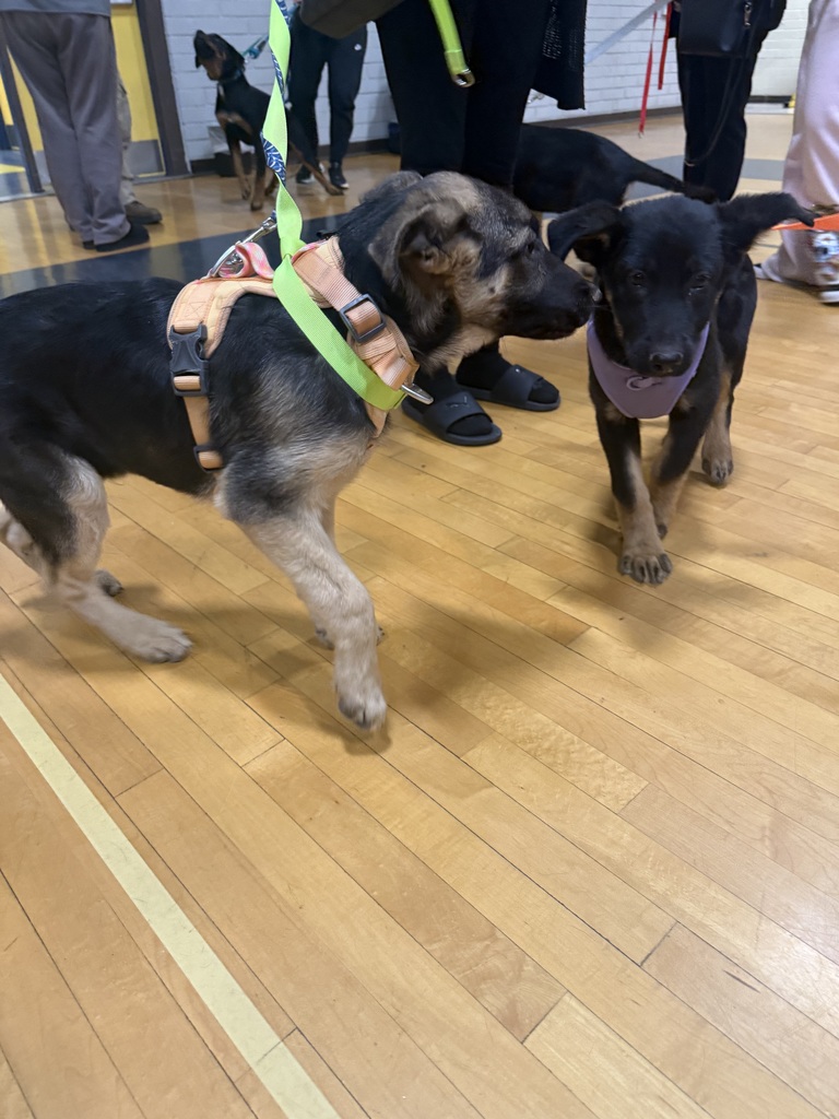 🐾 Supporting Our Families and Their Pets 🐾  At Isaac Middle School, we continue to offer a monthly pet clinic providing vaccines, microchips, and wellness checkups for dogs and cats. These events support many families while promoting responsible pet care and animal well-being within our community.  We appreciate the families and partners who help make this ongoing support possible each month. 💙🐶🐱