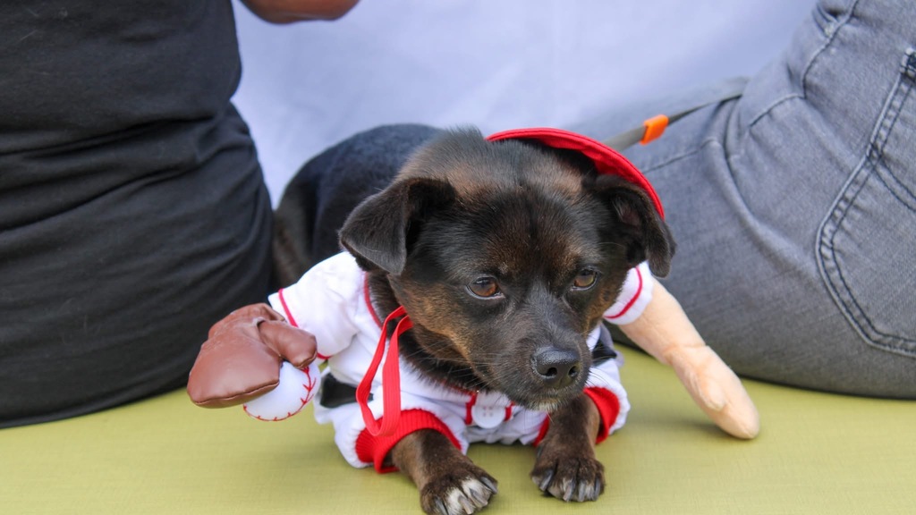💛 Thank you for joining us for Community Resource Day at La Casita Azul! We enjoyed a yoga session and an adorable dog costume parade, with free costumes provided by AAWL. 🧘‍♀️🐶🎃 Everyone looked spectacular, and every pup was a winner!  Join us for our monthly resource days. Thank you for helping us build a stronger community with IMS! 🐾