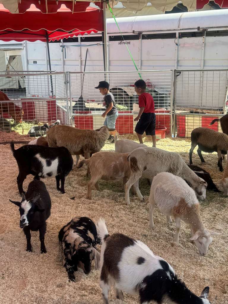 2 students playing in the petting zoo