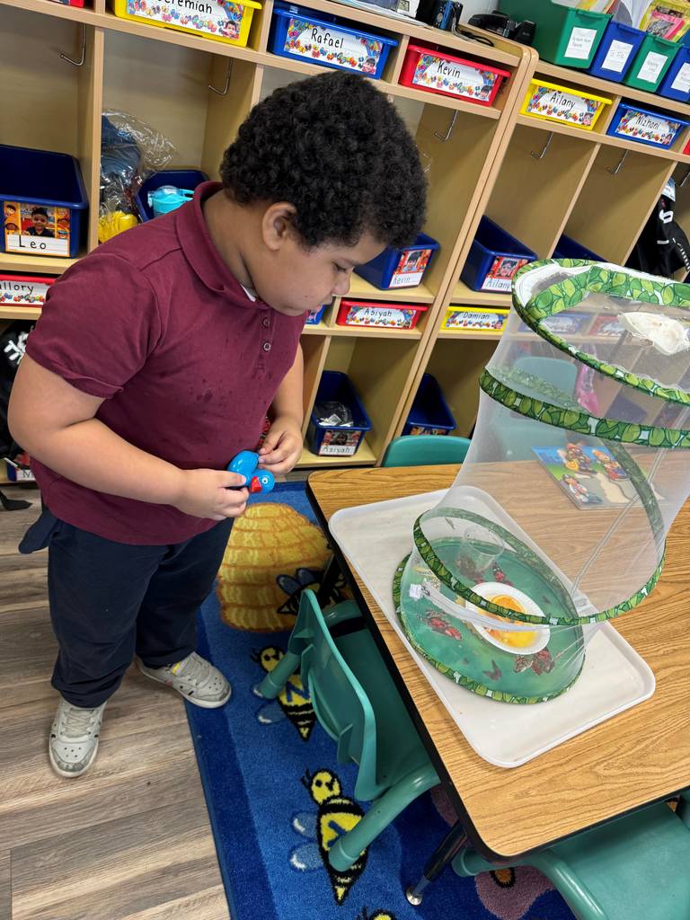 a student watching butterflies flying around in his classroom
