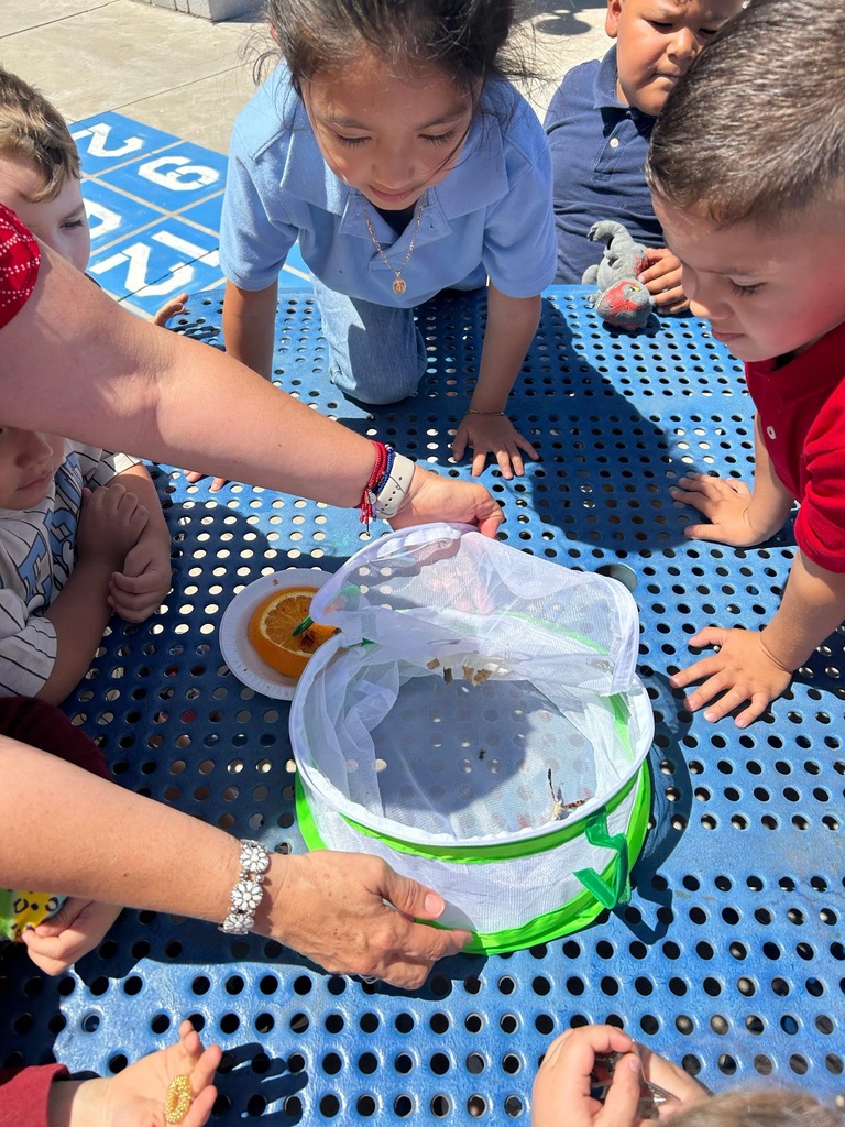 room 8 releasing their butterflies 