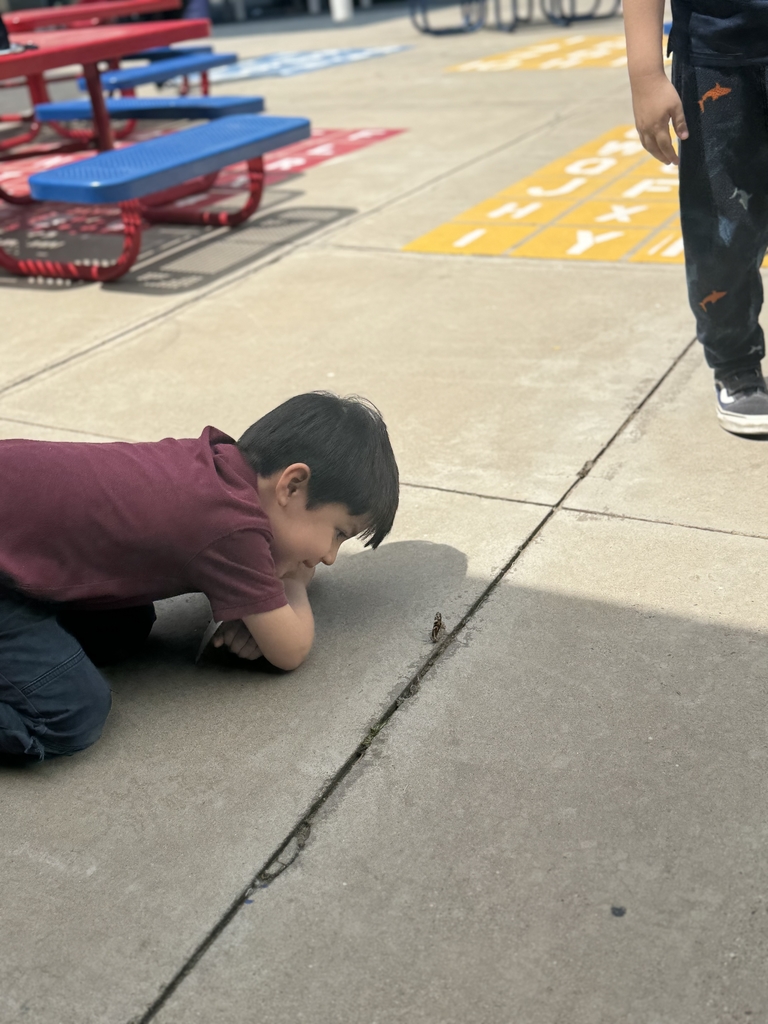 a student watching a butterfly who stuck around after being released