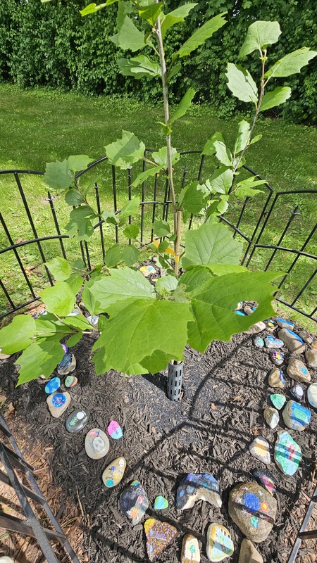 ‘Luna’ the South School Artemis I Moon Tree
