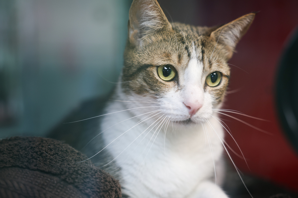 A cat at the Spartanburg Humane Society