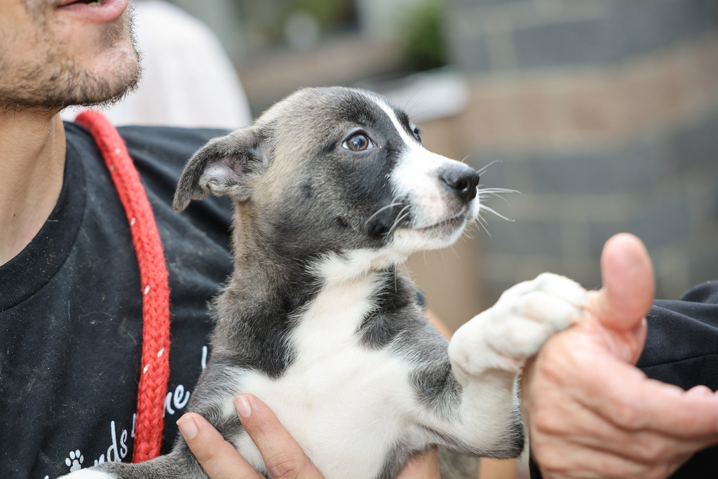 A puppy at the Spartanburg Humane Society