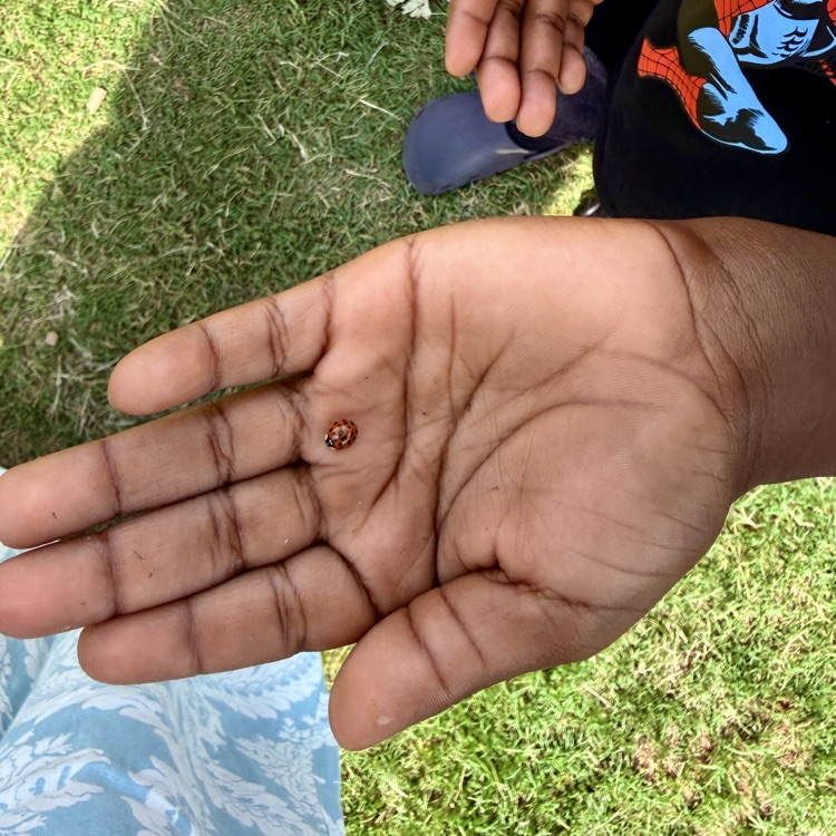 child’s hand holding a ladybug