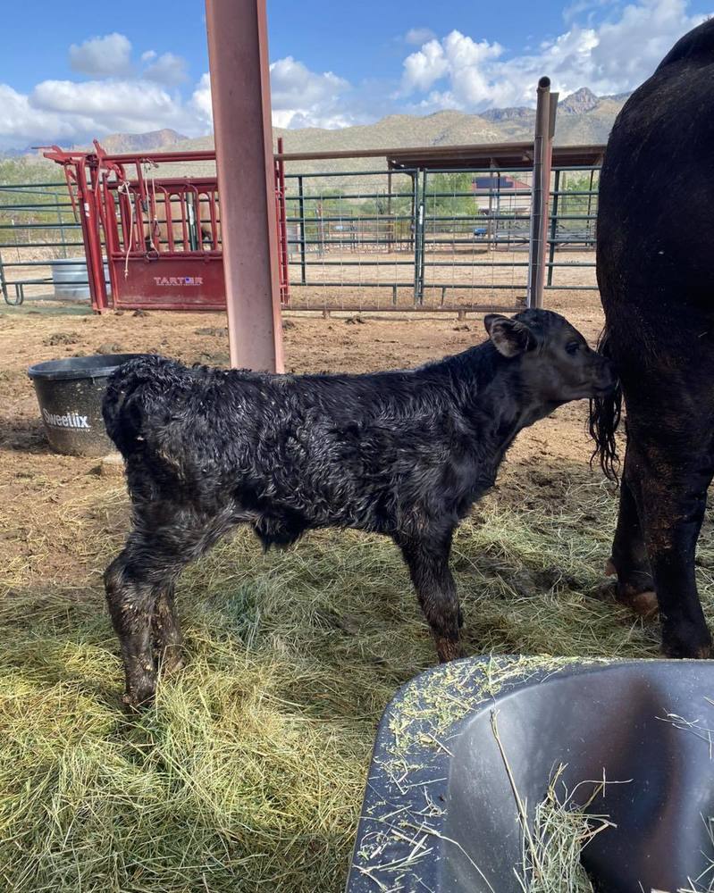 Photo of Baby Calf