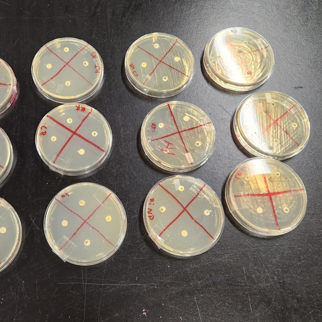 lab