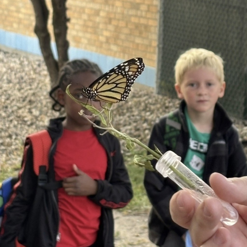 students watching their butterfly