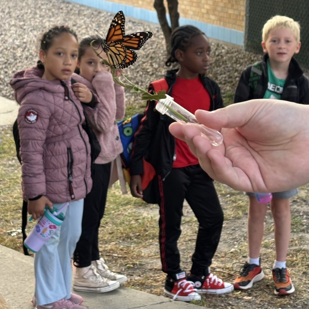 students watching a monarch butterfly