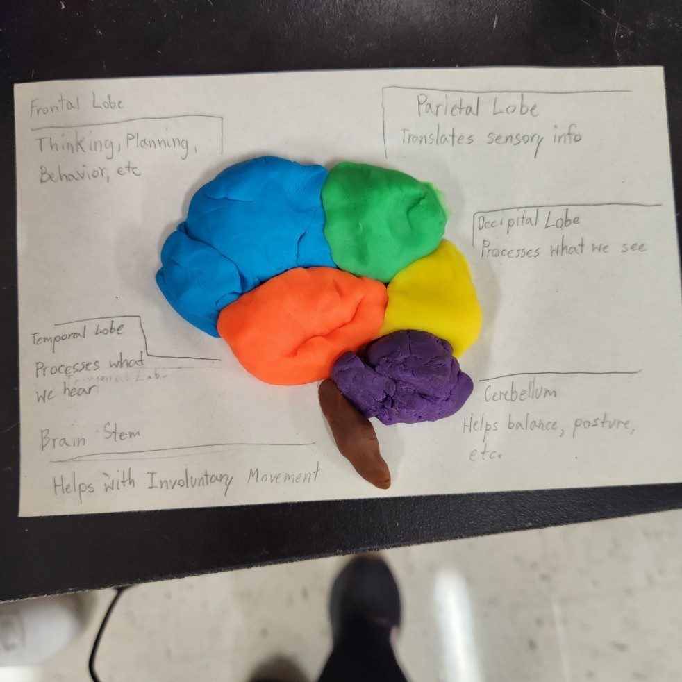 brain