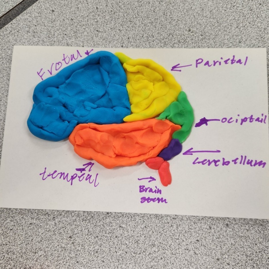 brain