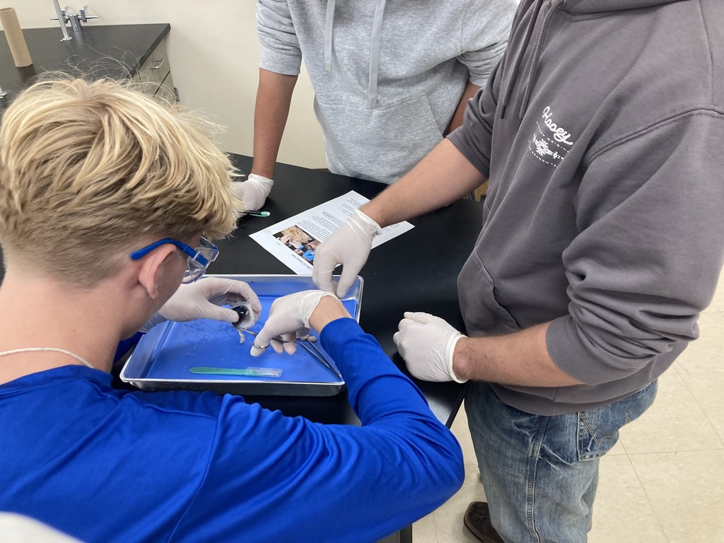 Eyeball Dissection