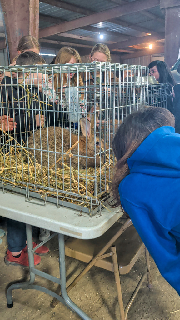 4th grader looking at a bunny at the Ag Fair