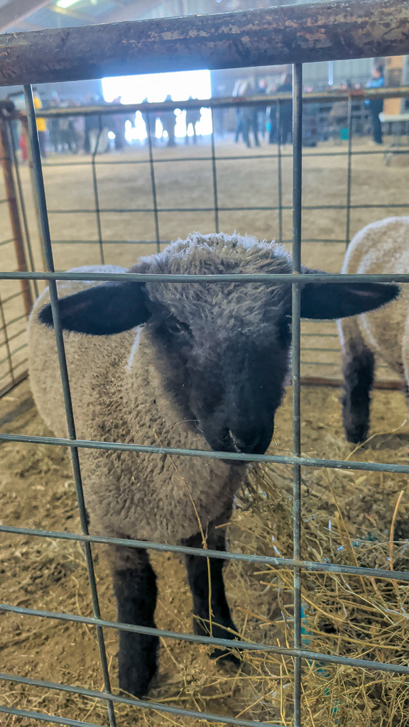 A sheep at the Ag Fair