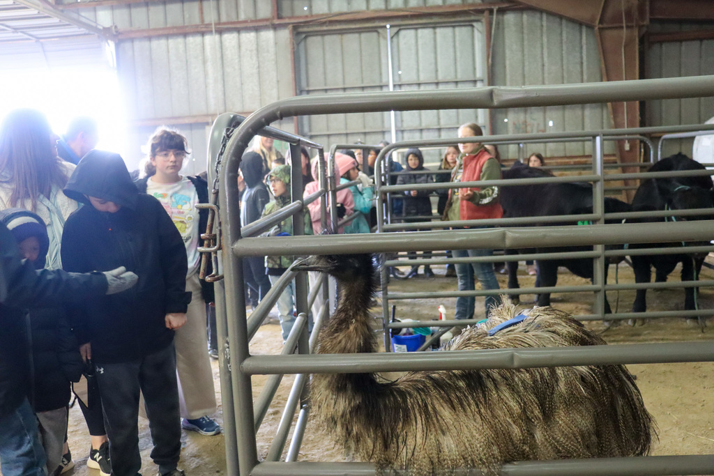 4th graders looking at an emu at the Ag Fair