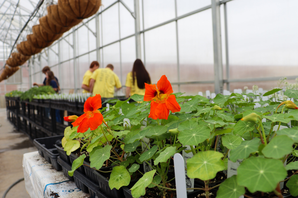 orange flowers in the greenhouse
