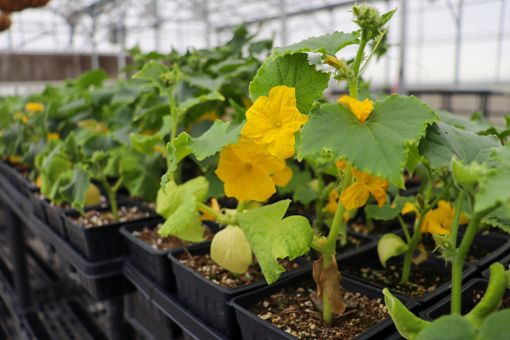 Yellow flowers in the greenhouse