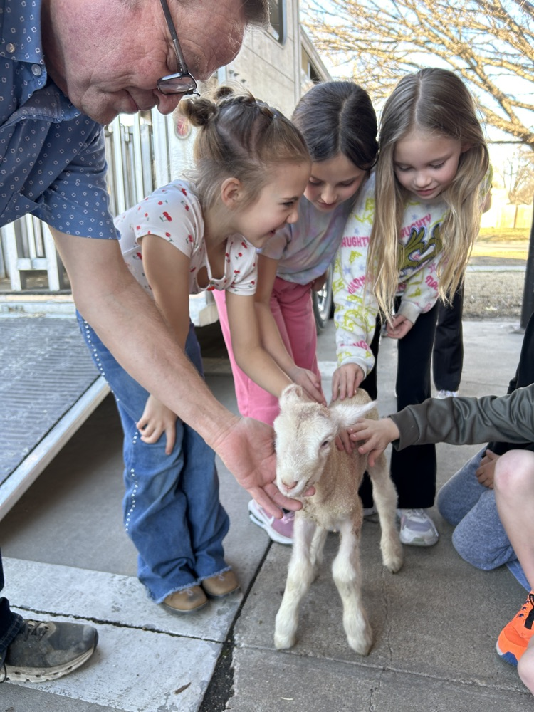 petting the baby lamb