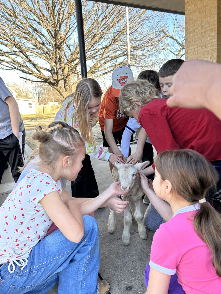 Petting the lamb