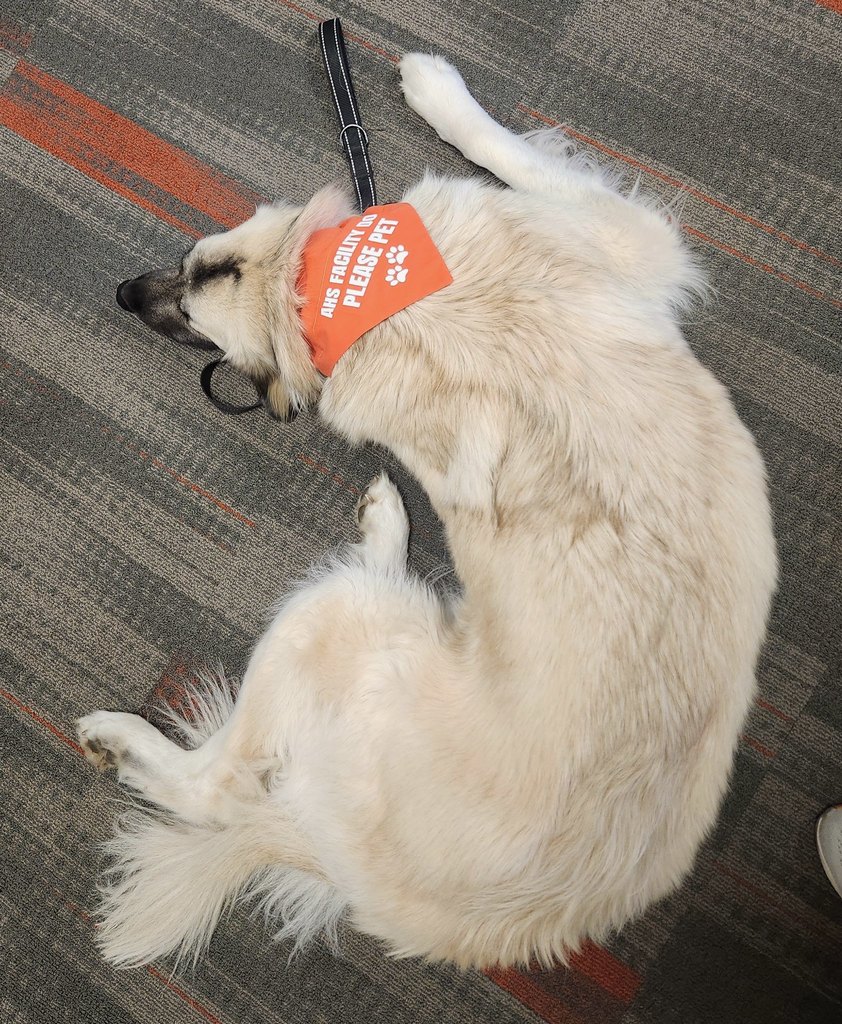 Duchess, the Facility Dog