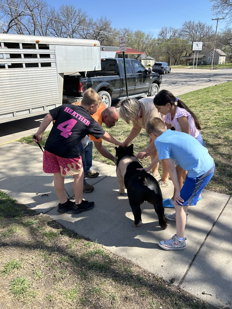 petting the pig