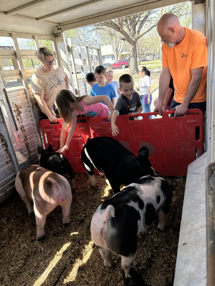 petting the pigs 