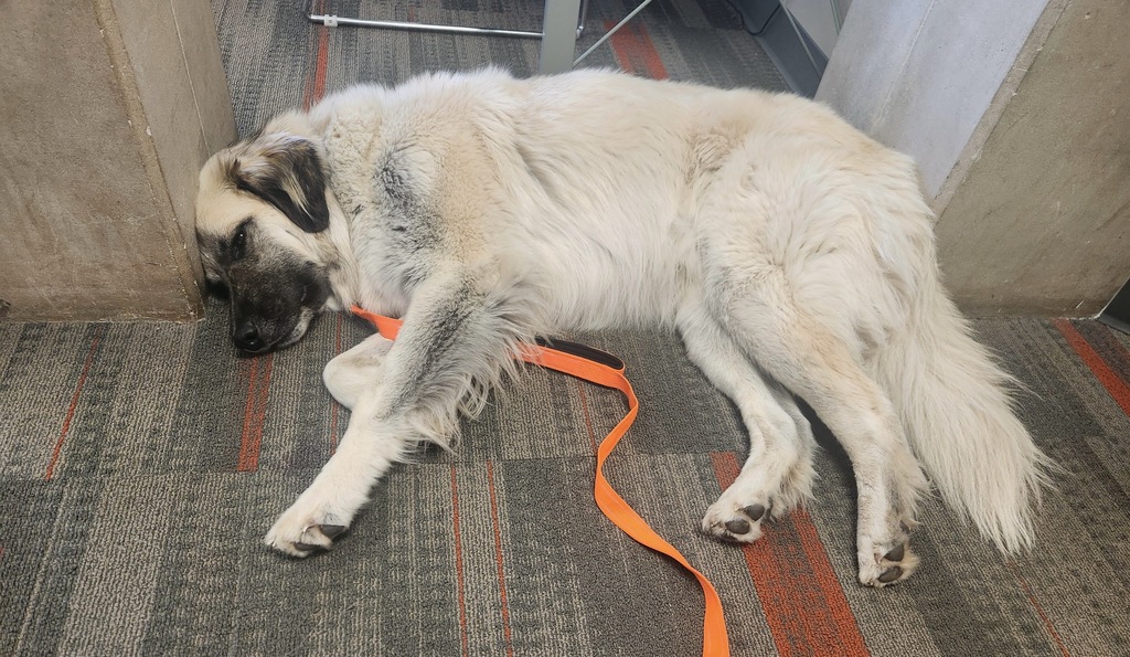 Duchess, the Facility Dog