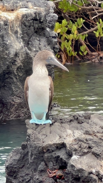 ASD students took a boat ride to see the blue footed boobies while visiting the Galapagos Islands