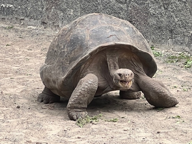 ASD students walked with Giant Galapagos on their trip