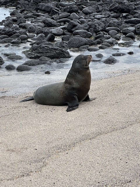 ASD students saw sea lions on their trip to Ecuador’s Galápagos Islands