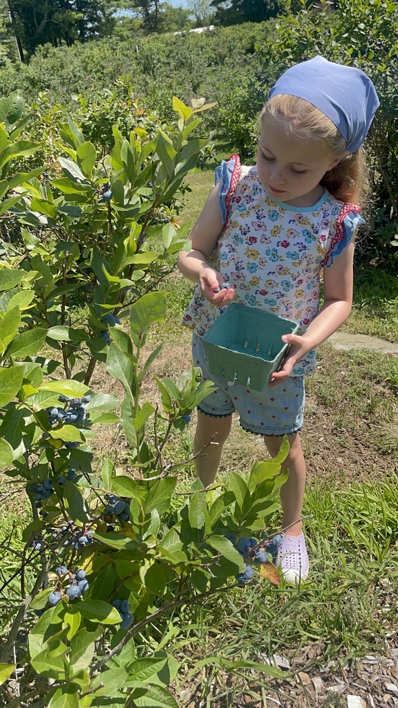 Elizabeth is holding a carton while picking blueberries in an orchard, wearing a floral print shirt and shorts and a kerchief on her hair