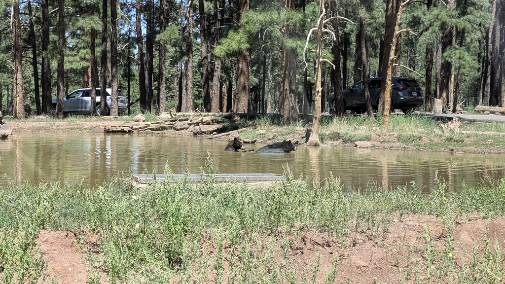 Bears swimming in a body of water, in the midst of tall fur trees