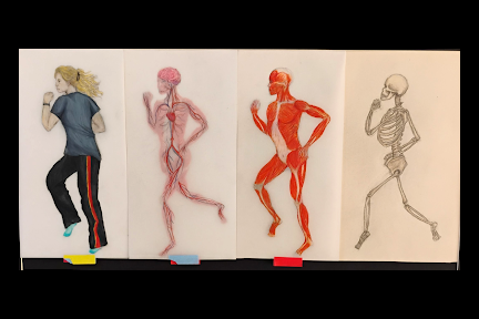 Sketches of the human body in movement by Lilly Fields, grade 11