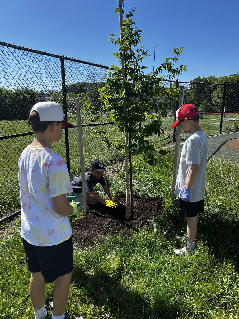 students mulching the trees.