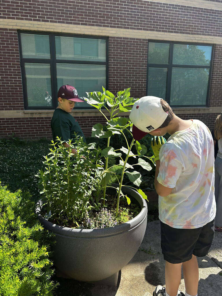 students weeding the garden