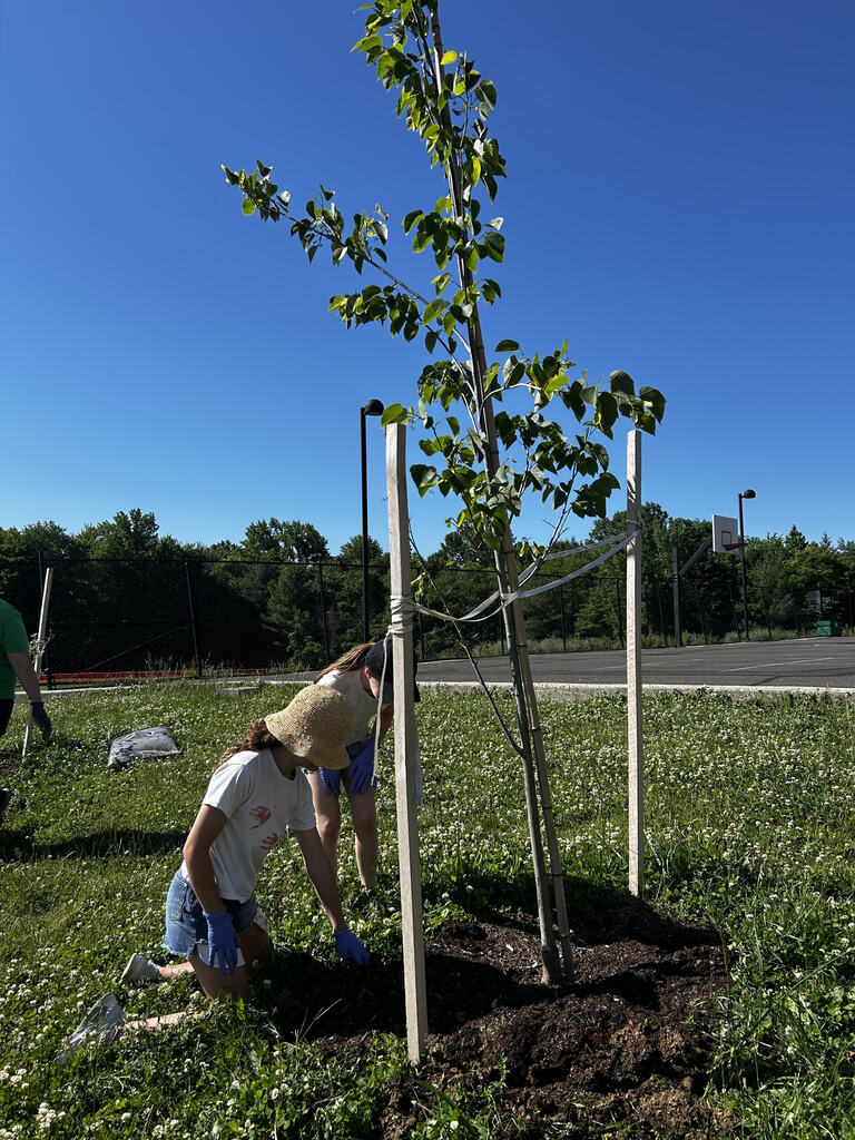 students mulching the trees.