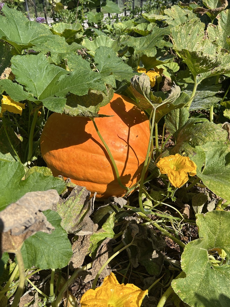 Growing Pumpkin