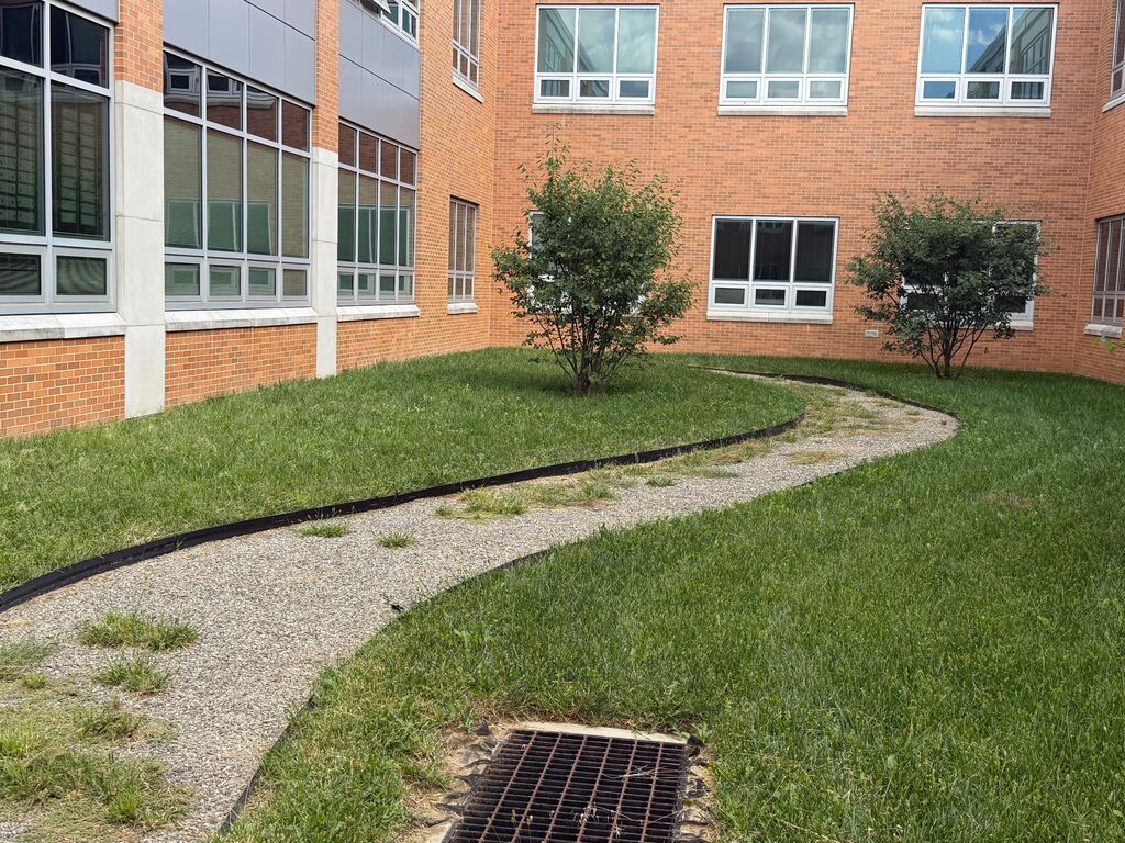 before weeding