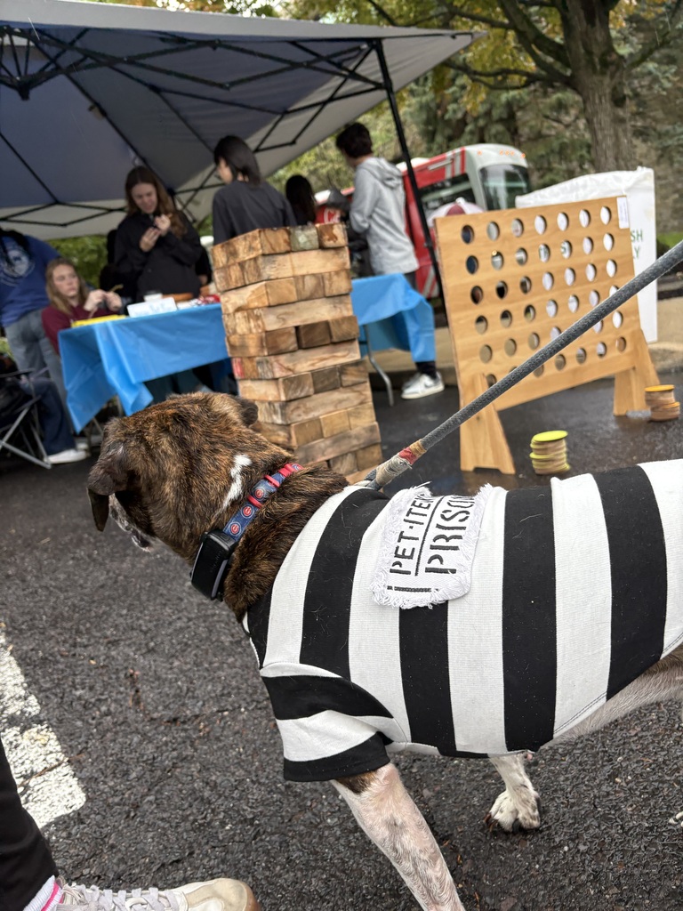 one of the dogs from the event