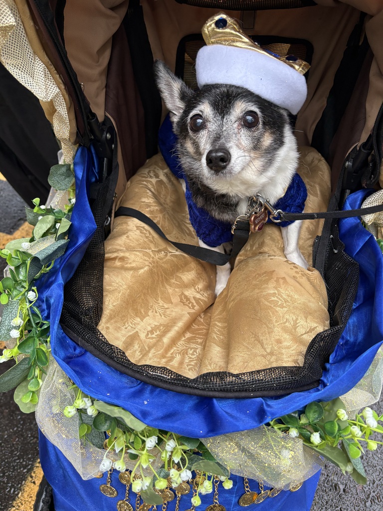 another dog from the event