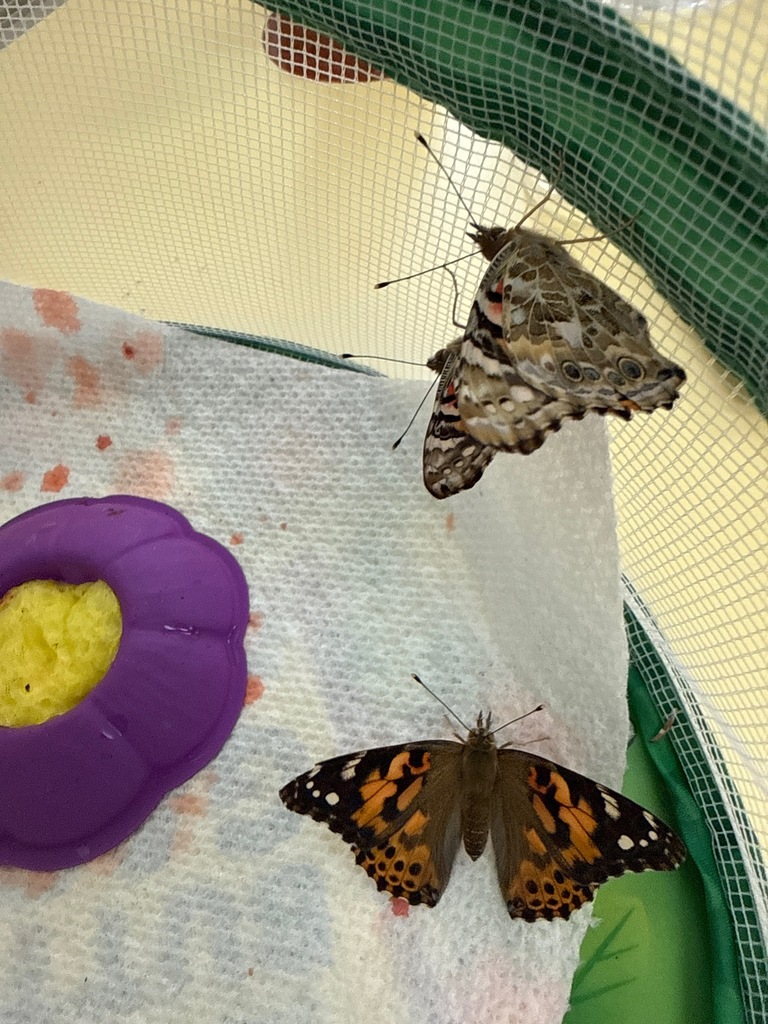 PKButterflies26