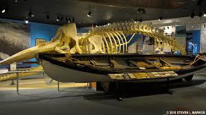 Whaling Museum