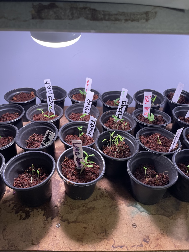 Garden Club