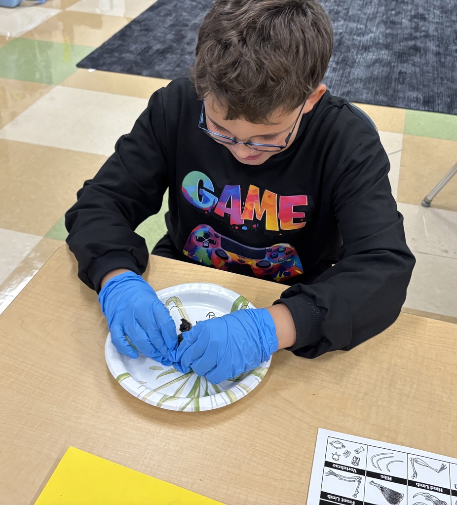 Fifth Grade Scientists at Work! Our fifth graders took learning to a new level as they explored owl diets and food chains through hands-on owl pellet dissections! Students carefully examined, identified, and classified bones to discover what their owls had eaten — turning curiosity into real scientific investigation.