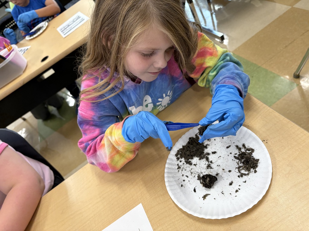 Fifth Grade Scientists at Work! Our fifth graders took learning to a new level as they explored owl diets and food chains through hands-on owl pellet dissections! Students carefully examined, identified, and classified bones to discover what their owls had eaten — turning curiosity into real scientific investigation.
