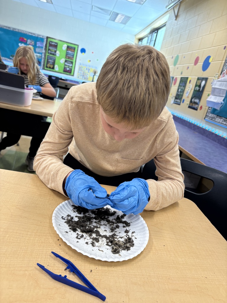 Fifth Grade Scientists at Work! Our fifth graders took learning to a new level as they explored owl diets and food chains through hands-on owl pellet dissections! Students carefully examined, identified, and classified bones to discover what their owls had eaten — turning curiosity into real scientific investigation.