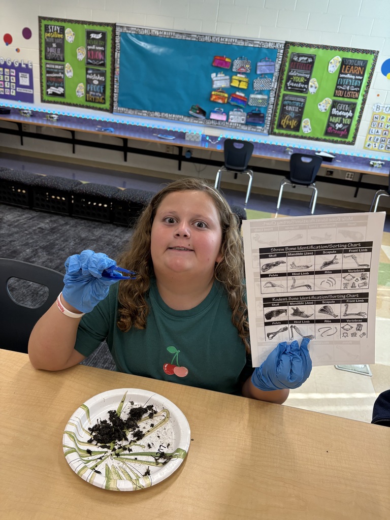 Fifth Grade Scientists at Work! Our fifth graders took learning to a new level as they explored owl diets and food chains through hands-on owl pellet dissections! Students carefully examined, identified, and classified bones to discover what their owls had eaten — turning curiosity into real scientific investigation.