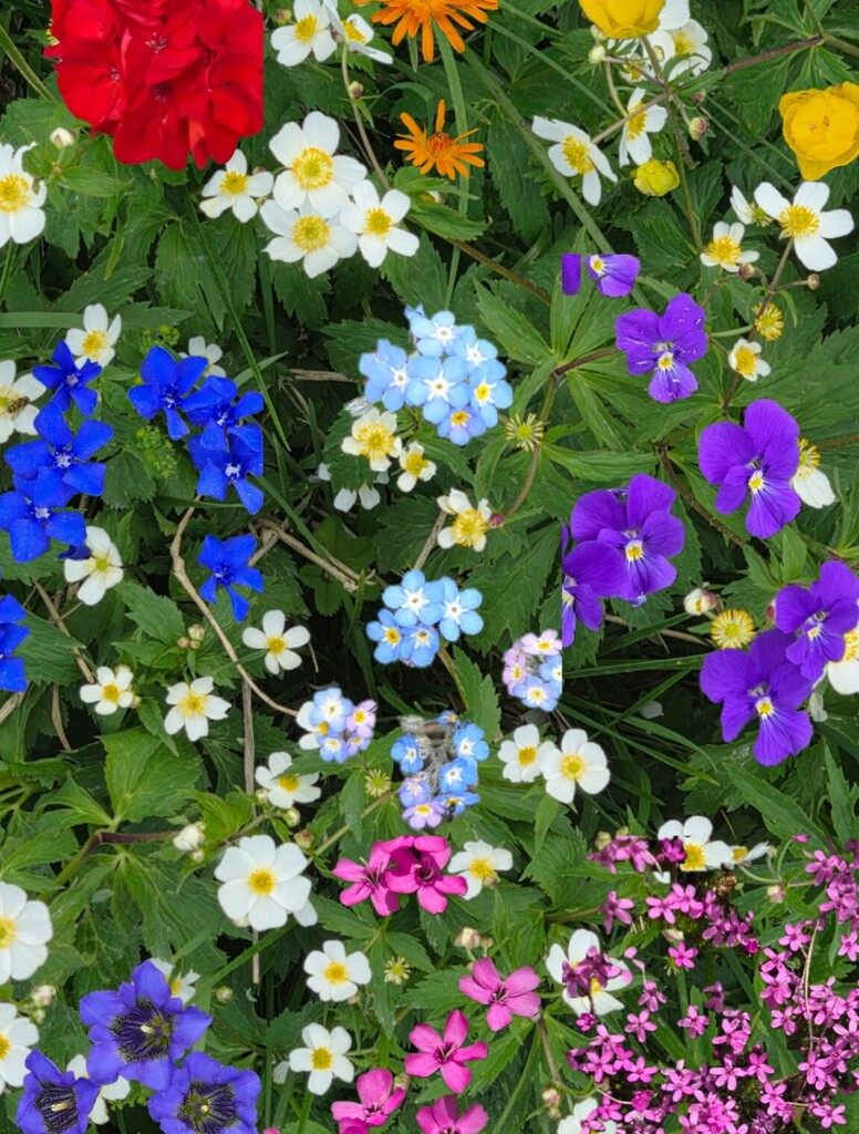 Collage of different flowers and greenery